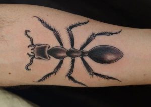 Groß Ameisen am Unterarm
